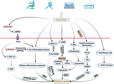 Mechanisms of exercise for diabetic neuropathic pain